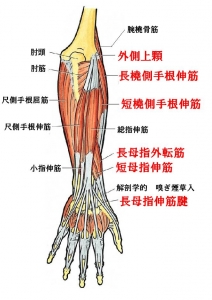 前腕