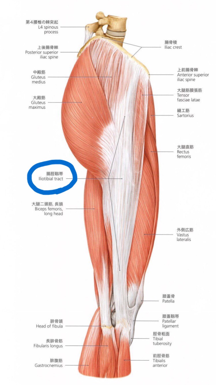 腸脛靭帯