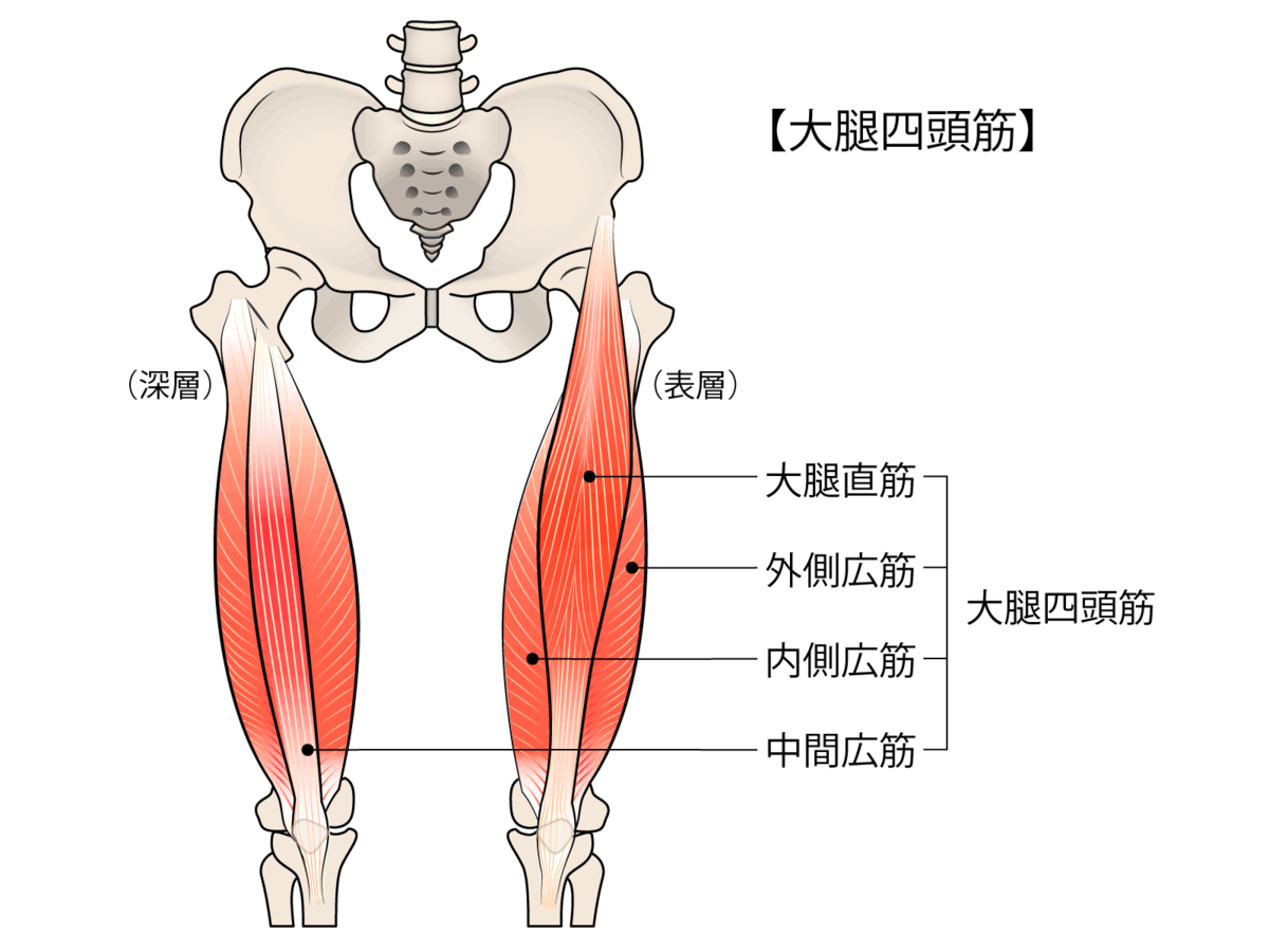 大腿四頭筋