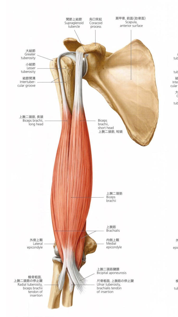 上腕二頭筋